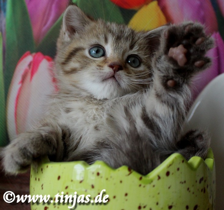 wie ist hier süß ? ..ich...!</A>